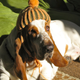 Illustration for article titled All 2013 Lazy HAL The Basset Hound Charmed Me To Death